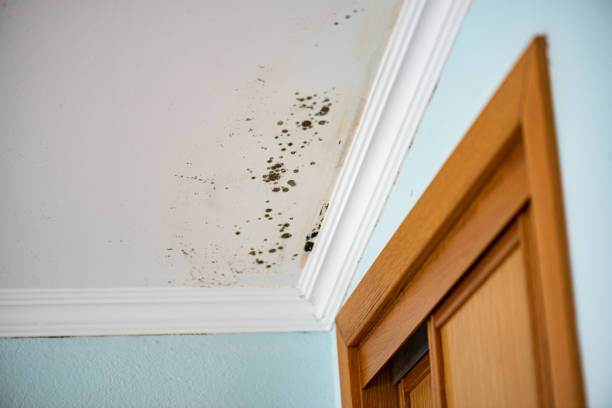 Best Certified Mold Removal  in Edgewater, CO