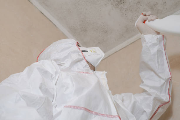 Certified Mold Removal in Edgewater, CO