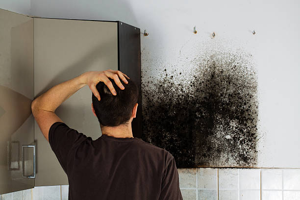 Best Toxic Mold Removal  in Edgewater, CO