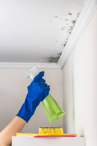 Trusted Edgewater, CO Mold Removal Experts