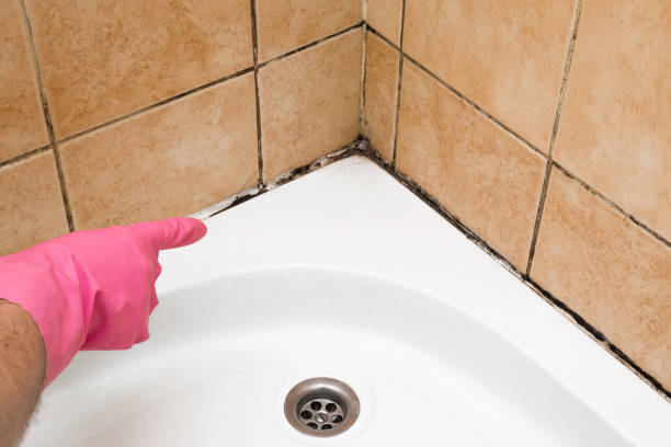 Best Mold Damage Repair  in Edgewater, CO